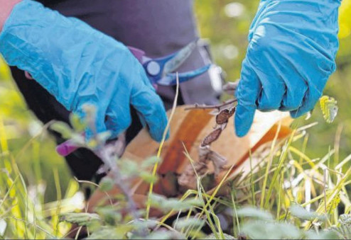 Xylella fastidiosa : la bactérie tueuse menace-t-elle la Corse ?