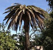 Un traitement biologique contre le Charançon Un traitement biologique contre le Charançon