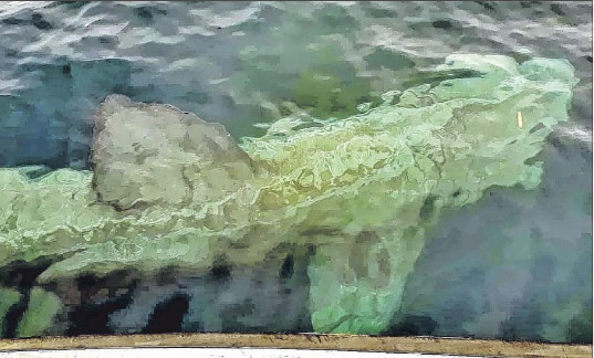 Un requin-pèlerin observé dans les Bouches de Bonifacio