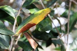 Discorde autour de la Xylella