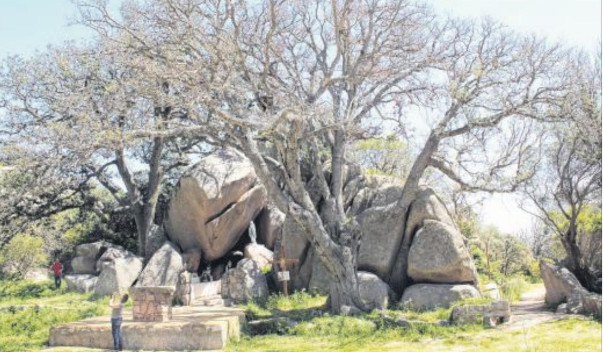 Requiem pour le grand chêne patrimoine naturel de la Trinité