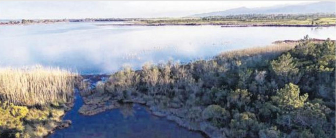 Les flamants roses de l'étang de Palu