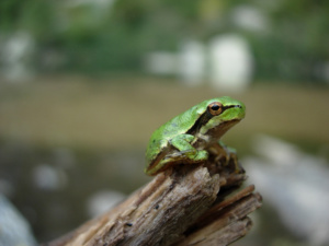 Festa di i pozzi  2018 Festa di i pozzi  2018