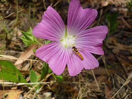Fête de la nature en trois temps