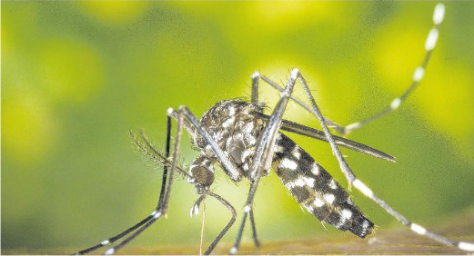 Le moustique tigre prêt à mordre ?