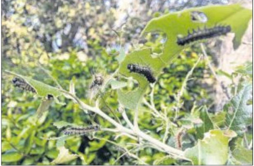  Le Bombyx disparate envahit les chênaies de l'Extrême-Sud
