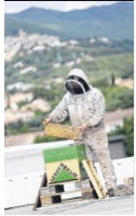 Des ruches et des abeilles sur le toit de Leroy Merlin
