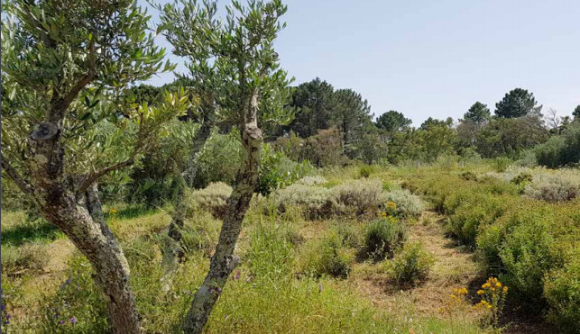 Le jardin des plantes du maquis prend vie