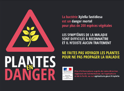 PLANTES EN DANGER : Xylella fastidiosa