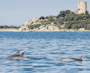 Observation des cétacés les usagers de la mer sensibilisés