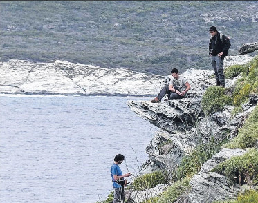 A la recherche des puffins cendrés