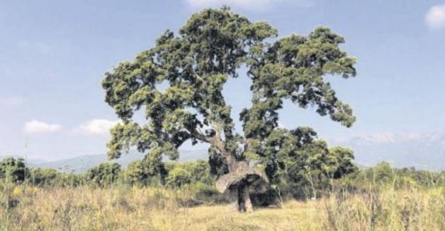 Ce chêne-liège représentera la Corse au concours de l'arbre de l'année
