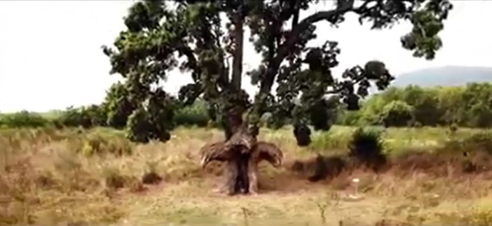 Arbur’acellu ” L’arbre-oiseau “