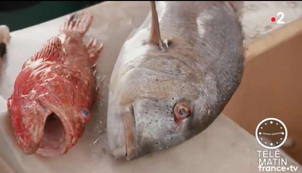   Projet : MoonFish pour Outils de modélisation pour la gestion durable des ressources halieutiques en Corse