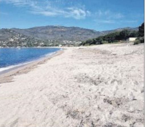 La propreté de la plage remise en cause par les posidonies ?