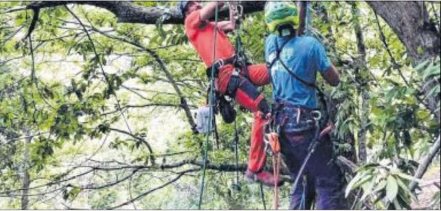Sauver la châtaigneraie, un objectif commun