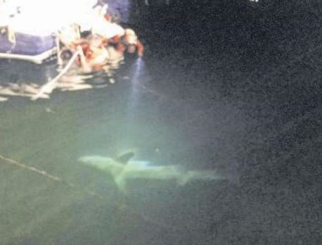 Deux requins peau bleue dans le port de Propriano