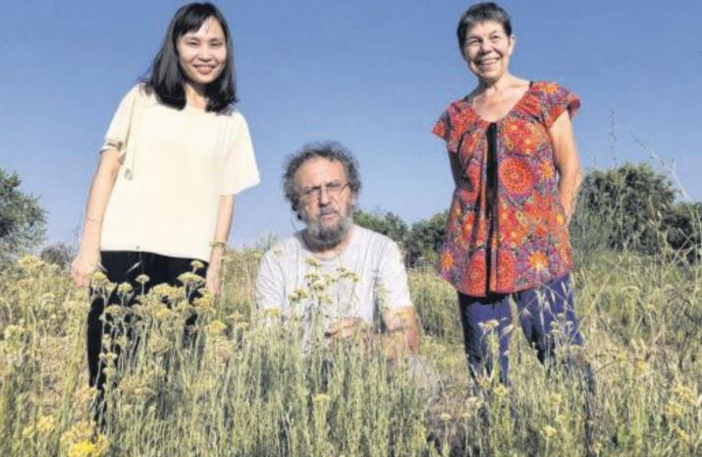 On parle de l'immortelle de Licitellu jusqu'à Taïwan