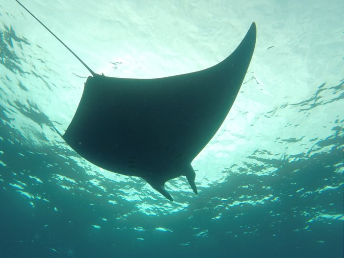 Les eaux de notre Aire Marine Protégée inspectées par un drone sous-marin Les eaux de notre Aire Marine Protégée inspectées par un drone sous-marin