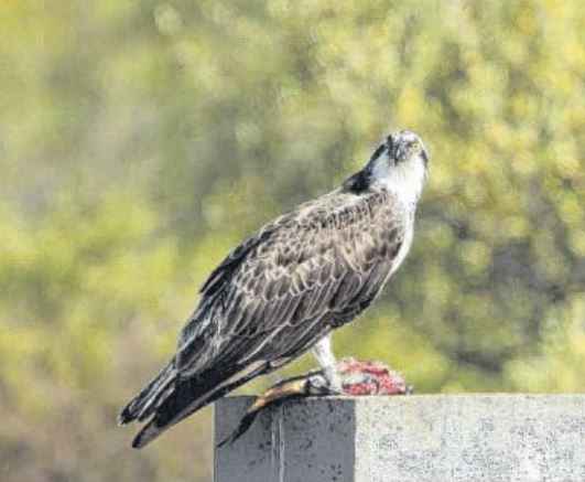 L'avifaune Falasurminca fragile comme l'écosystème