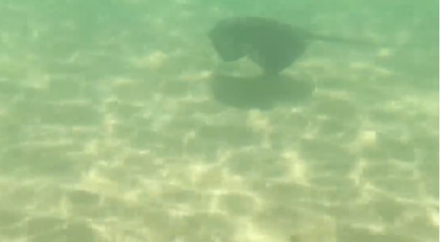 VIDÉO : Une raie pastenague aperçue sur la plage du Ricanto
