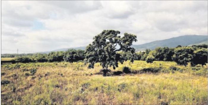 Arbre de l'année : ouverture des votes le 14 septembre