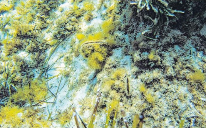 La grande nacre décimée par un virulent parasite