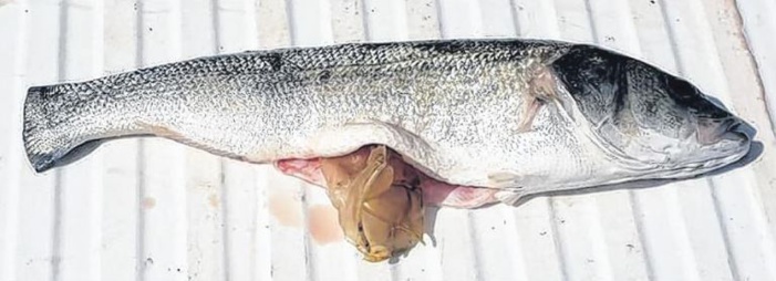 ¨Pêche "miraculeuse" à Bastia