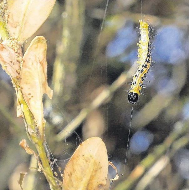 La pyrale du buis infeste la région de Moltifau