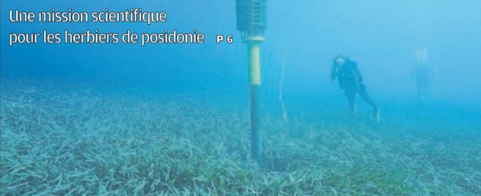La posidonie, un puits de carbone pour contrer l'impact climatique