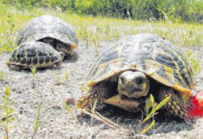 56 tortues d'Hermann volées à la Cupulatta