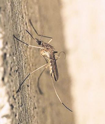 Premier cas humain de virus West Nile en Corse