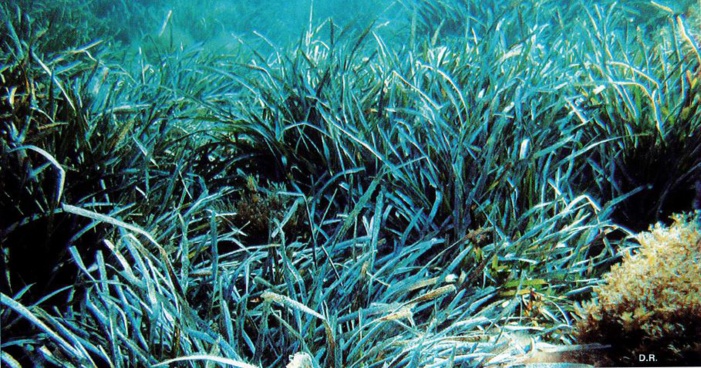 Les herbiers de Posidonie, ce trésor végétal qu'il nous faut mieux protéger
