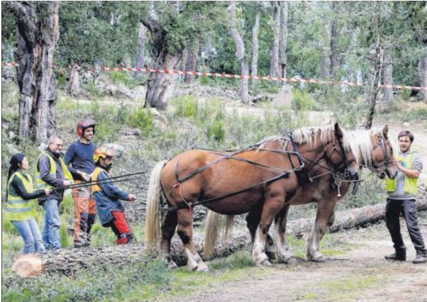Dans la forêt de Saint-Jean on remet les chevaux au travail