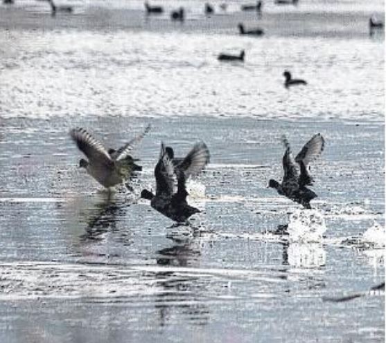 80 % des oiseaux migrateurs menacés