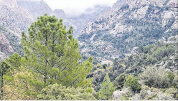 "La forêt joue un rôle économique important"