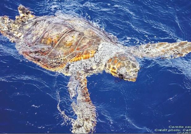 Tortues marines, l'indicateur de la pollution plastique