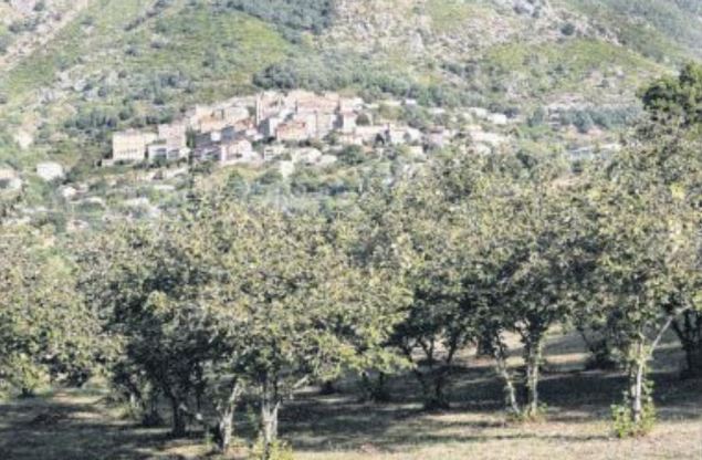 Création d'une pépinière de noisetiers avec A Nuciola