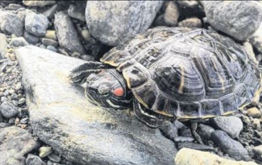 Une enquête participative lancée sur la tortue de Floride