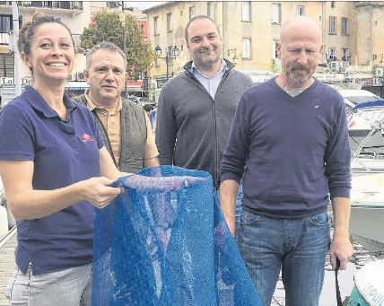 Dans le port de Saint-Florent, la nature reprend ses droits