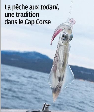 La pêche aux todani, une tradition dans le Cap Corse