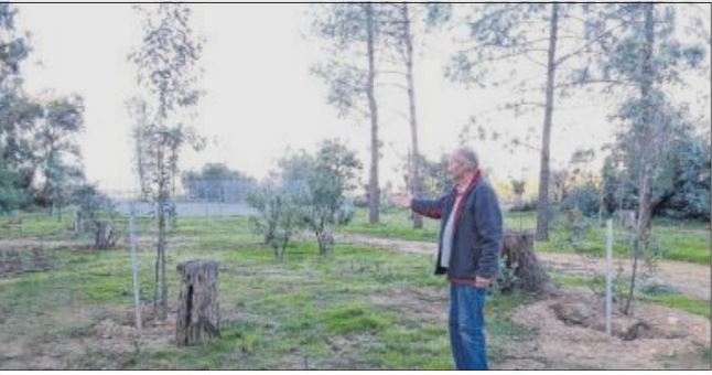 Le capricorne de l'eucalyptus menace l'activité d'un camping