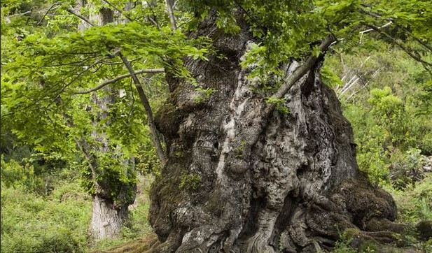 Connaissez-vous un arbre remarquable ?
