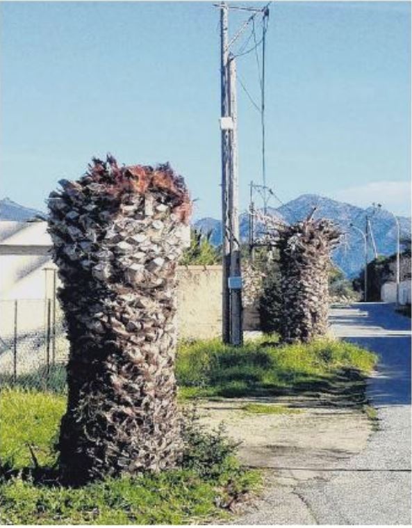 La fin des palmiers