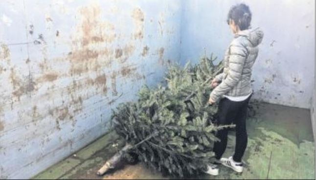 Tri sélectif : des points de collecte pour accueillir les sapins de Noël