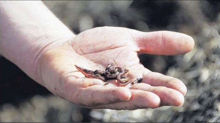 Comment sauver les vers de terre ?