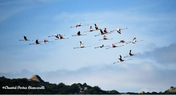 Les flamants roses de retour à Santa Ghjulia 
