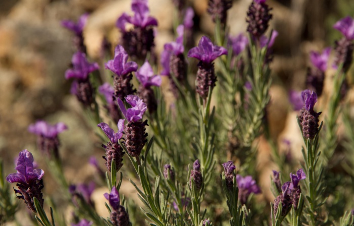 Deuxième conférence européenne sur Xylella fastidiosa : date à ne pas manquer Deuxième conférence européenne sur Xylella fastidiosa : date à ne pas manquer