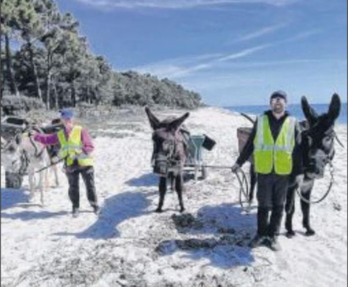 Les ânes ont nettoyé les plages