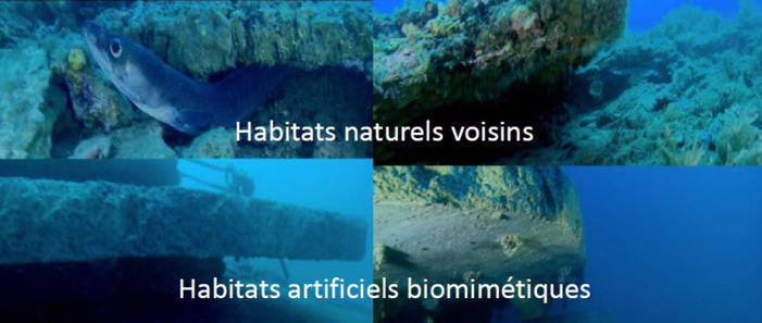 De la conception à l'éco-conception des ouvrages maritimes : intégrer la nature au projet d'aménagement maritime